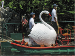 Swan Boats