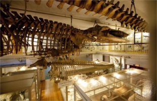 harvard-museum-of-natural-history