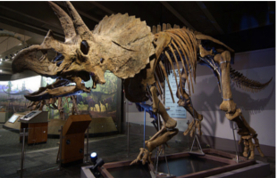 museum-of-science